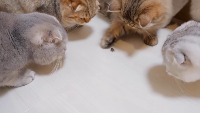 虫を前足でチョンチョンとする茶色の長毛猫