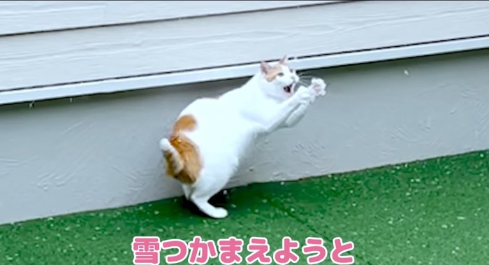 伸び上がる猫