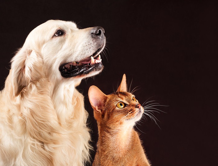 何かを見上げる犬と猫