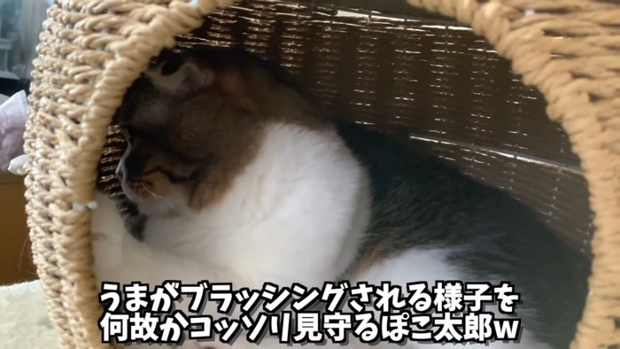 かごの中にいる猫