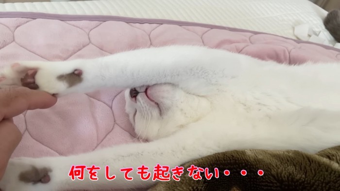 バンザイして寝る猫