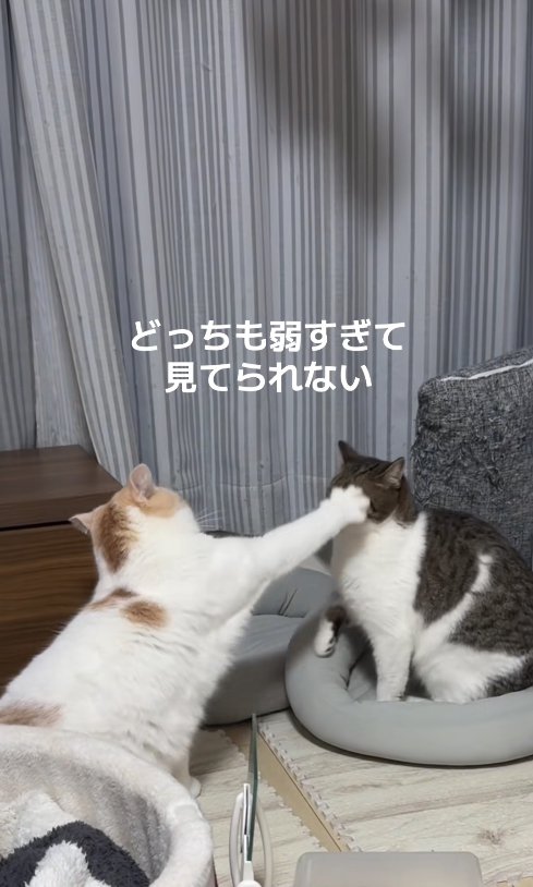 猫パンチをしている白茶猫