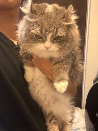 不満そうな表情の猫