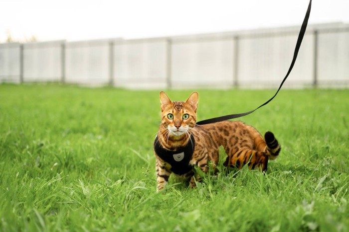 リードをつけて歩く猫