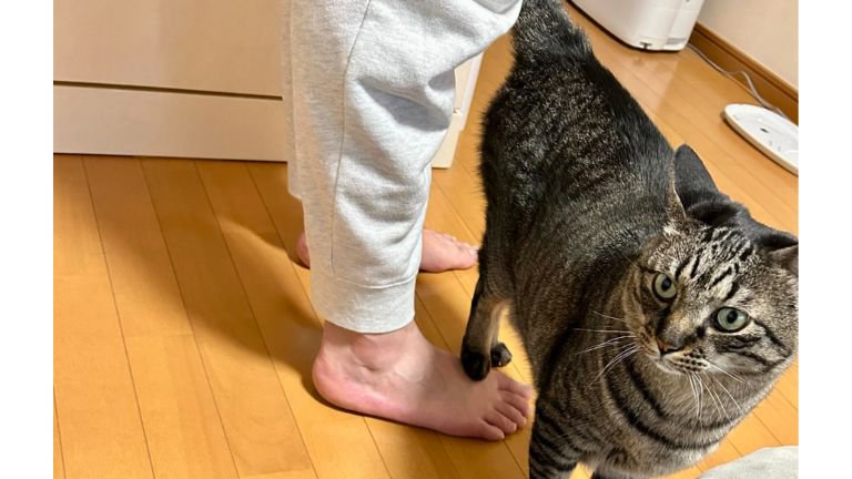 足を踏んでいる猫