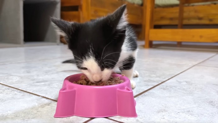 ピンクの器でごはんを食べる子猫