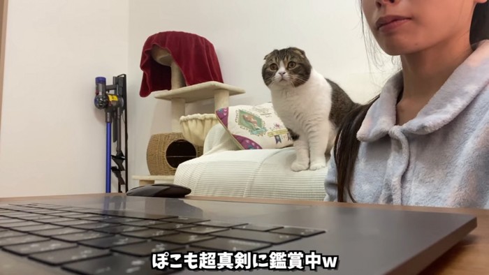 おすわりする折れ耳猫