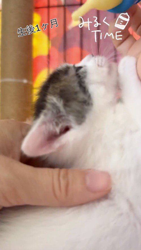 口から離れた哺乳瓶を見つめる子猫