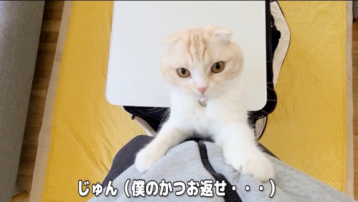 飼い主の服にしがみつく猫