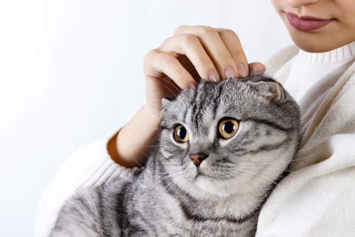 女性の腕に抱かれている猫