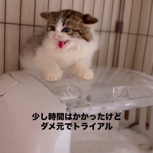 耳を倒して威嚇する子猫