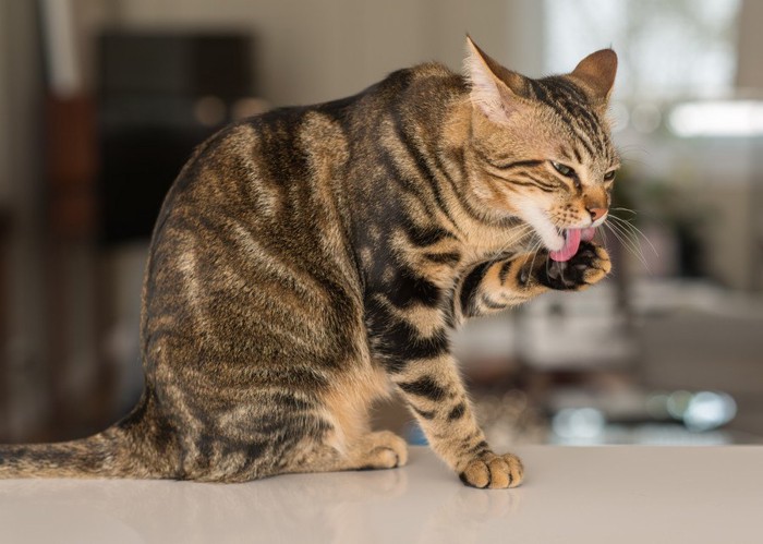 毛づくろい中の猫