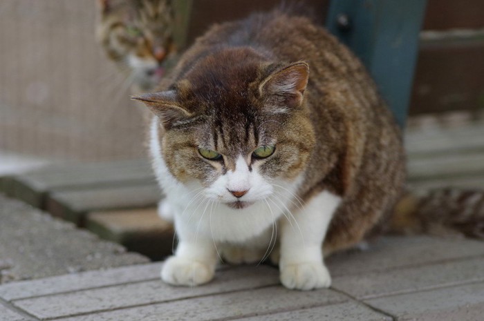 威嚇する猫