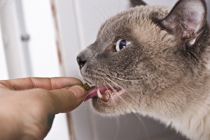 貧血のサプリを飲もうとする猫