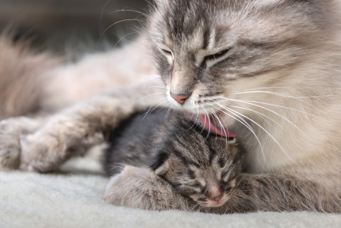 子猫を舐める猫