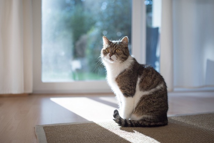 部屋の中で正座している猫