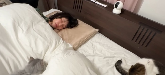 ベッドで寝ている人と2匹の猫