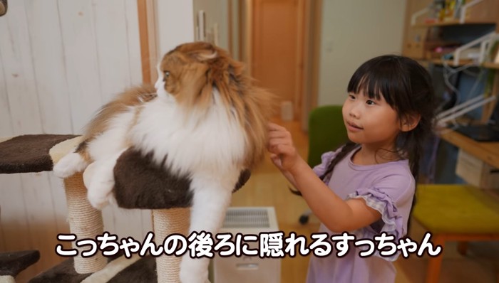 猫をツンツンする女の子