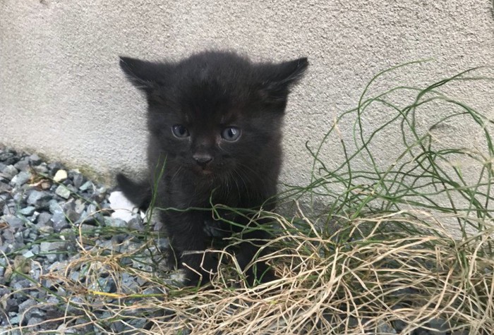 ひとりぼっちの子猫