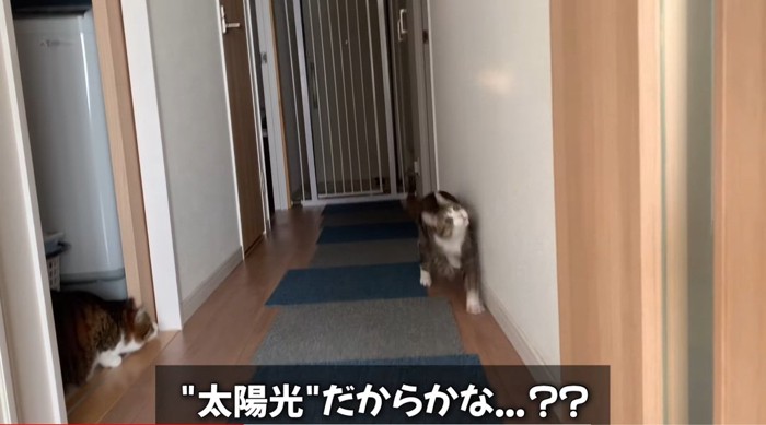 光を追いかける猫