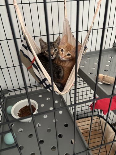 ハンモックに乗る2匹の子猫