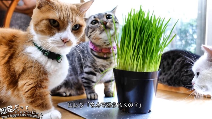 カメラの方を見る茶白の猫