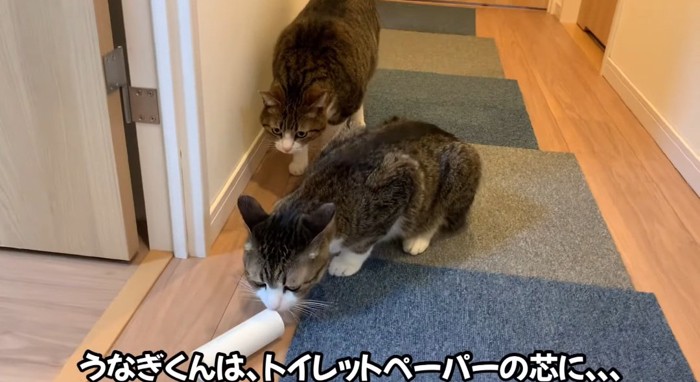 芯を見つめる猫