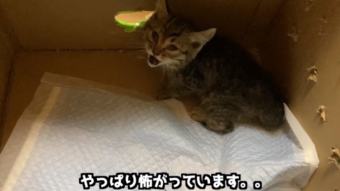 ペットシートの上で怖がる子猫