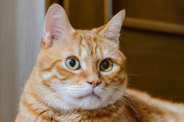 茶トラ猫