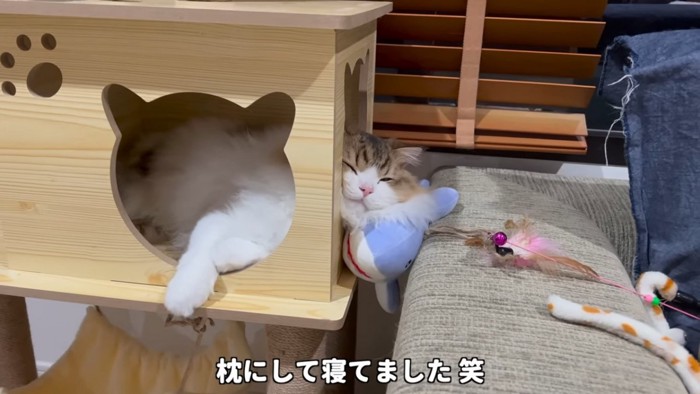 ぬいぐるみを枕にして寝る猫