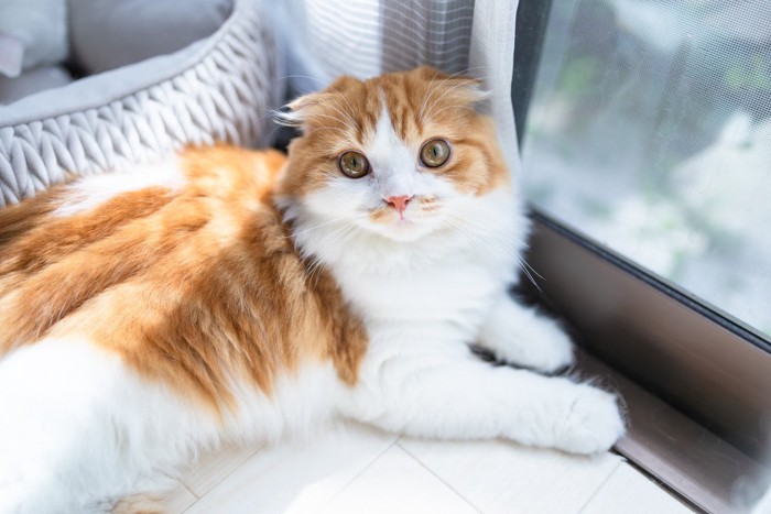 窓際でくつろぐ猫
