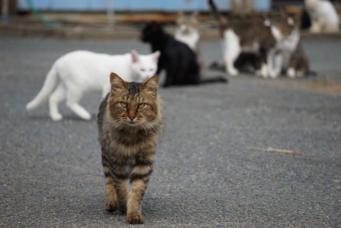 猫の集会