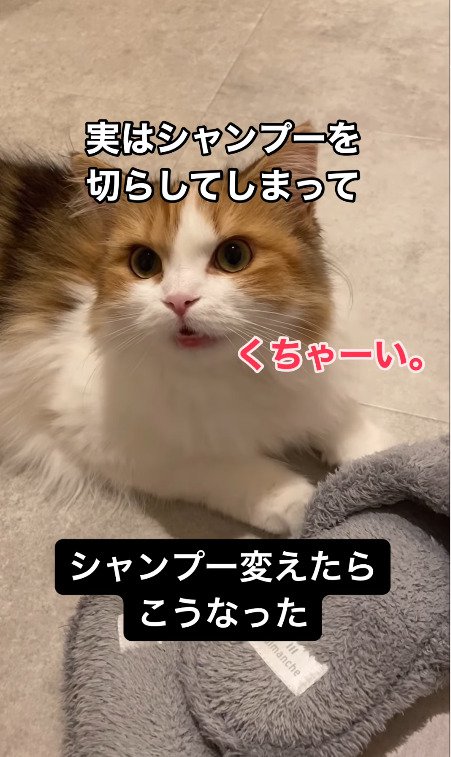 臭いとフレーメンする猫