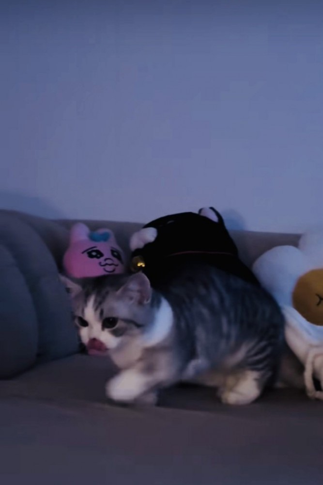 ソファの上を歩くミヌエット