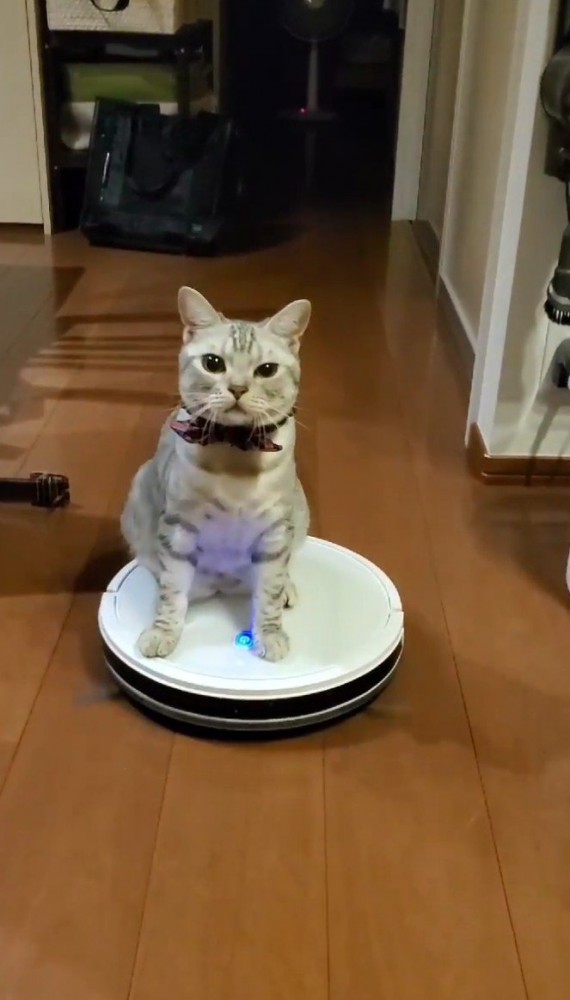 ロボット掃除機に乗る猫2