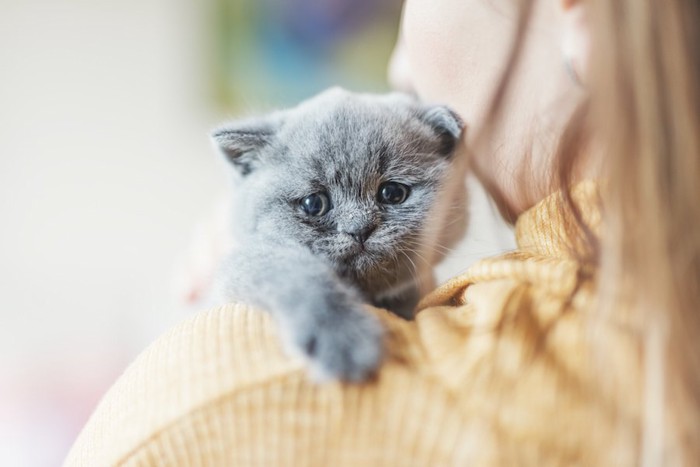 女性に抱かれている子猫