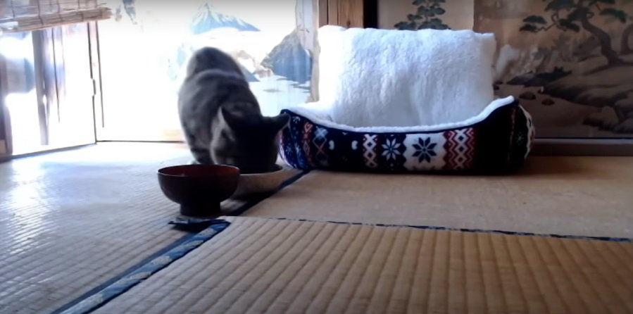 ご飯を食べる猫