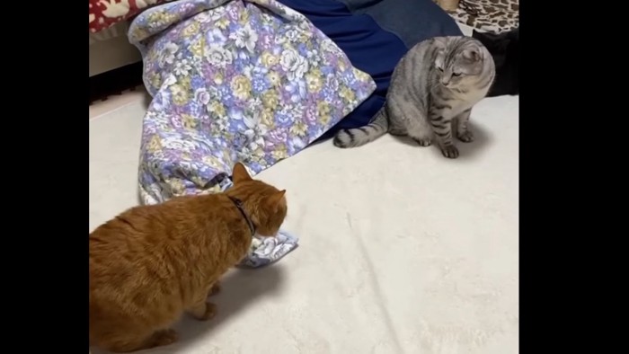 向かい合う2匹の猫