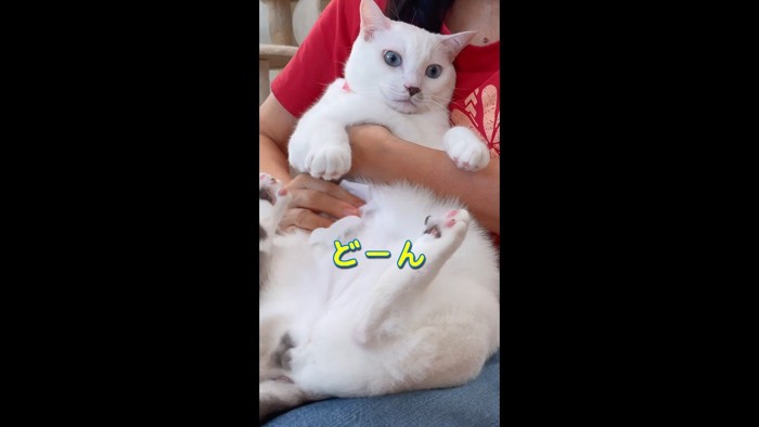 どーん