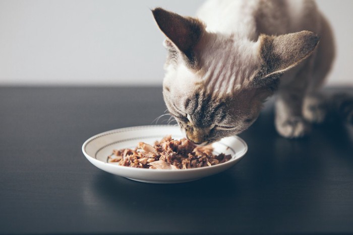 ご飯を食べている猫