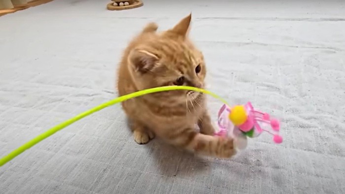 猫じゃらしで遊ぶ子猫