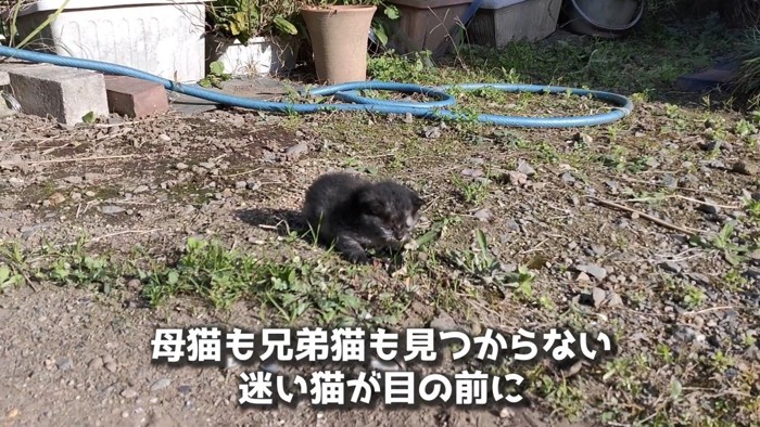 庭先に迷い子猫が