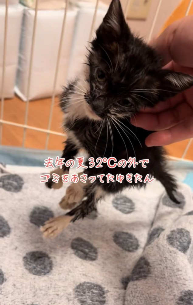 保護された子猫