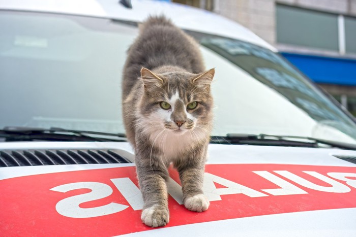 救急車のボンネットに乗る猫