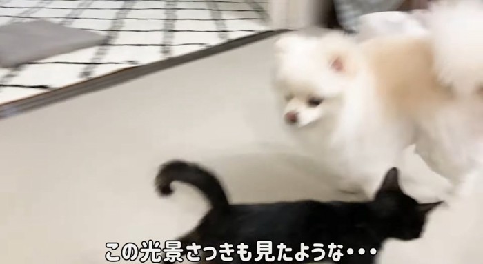 飛び込む猫