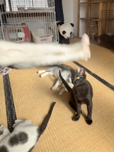 足をピンと伸ばした猫の下半身と数匹の猫