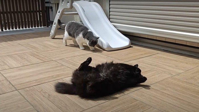 ヘソ天する猫