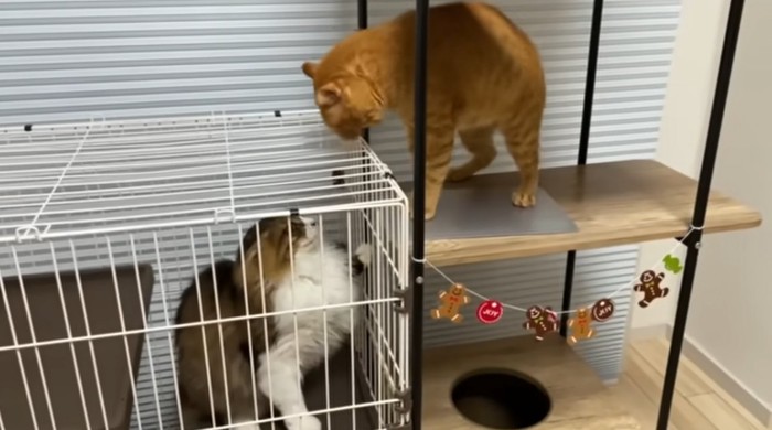 ケージ越しにけんかする2匹の猫