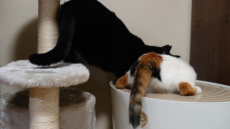 トイレを覗く猫