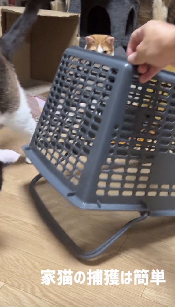 「家猫の捕獲は簡単」のテロップ写真2